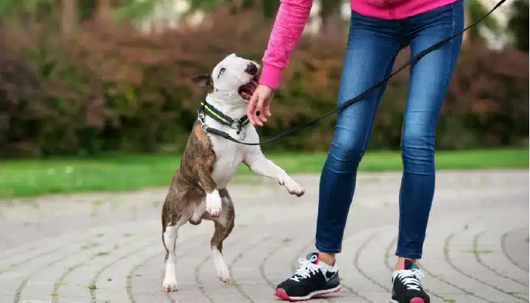 What to Know about a Dog Bite Wound